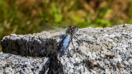 Libelle