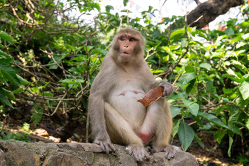 Kathmandu The Swayambhunath Temple also called the monkey