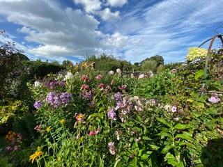 Flowers in a country garden, on a late summers day in, Wensley, Leyburn, UK