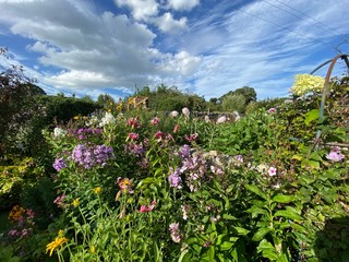 Obraz premium Flowers in a country garden, on a late summers day in, Wensley, Leyburn, UK