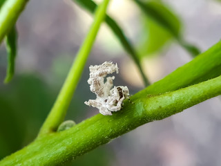 There is a insect sitting on the green leaves and the green background.