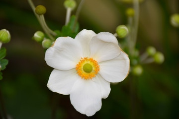 Single fully open blooming white flower Anemone hupehensis (Chinese anemone, Japanese anemone, thimbleweed or windflower), green background