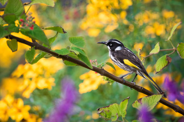 Obraz premium A New Holland Honeyeater forages for a meal in the Adelaide Botanic Gardens, South Australia.