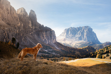 Naklejka premium dog in the autumn mountains . Nova Scotia Duck Tolling Retriever in dolomites Alps. Italian landscape. Hiking with pet