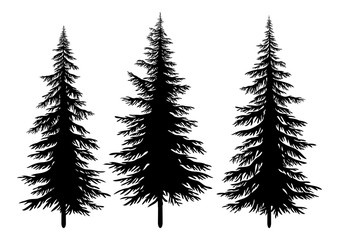 Set Christmas Fir Trees, Black Silhouettes Isolated On White Background. Vector