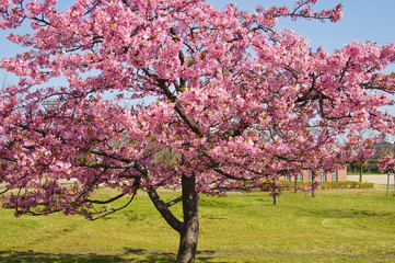 The cherry blossoms in the park are in full bloom.