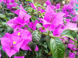 Flower Bougainvillea Popular Ornamental plants