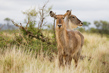 Naklejka premium Waterbuck posing in tall grass, one body two heads