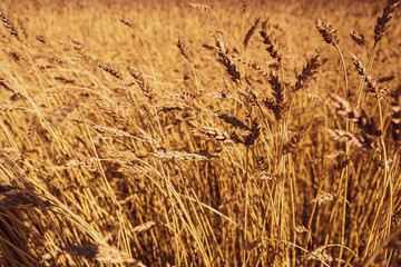 Yellow dry wheat ears, spikes. With field on the background. Stock photo