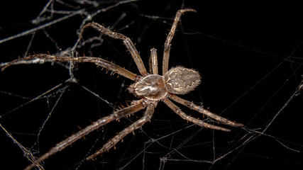 spider isolated on black background