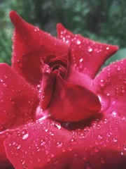 an opening rosebud that began to collect raindrops 
