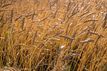 Yellow dry wheat field. Stock photo