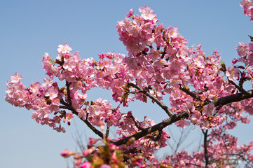 The cherry blossoms in the park are in full bloom.