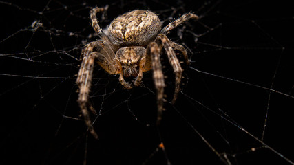 spider on a web