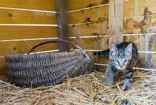 fish in a basket