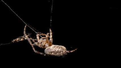 spider on a dark background
