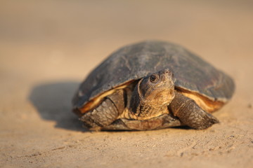 The Asian leaf turtle (Cyclemys dentata) is a species of turtle found in Southeast Asia.