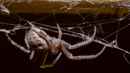 spider on a web