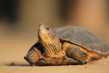 Fototapeta premium The Asian leaf turtle (Cyclemys dentata) is a species of turtle found in Southeast Asia.