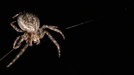 spider isolated on black background