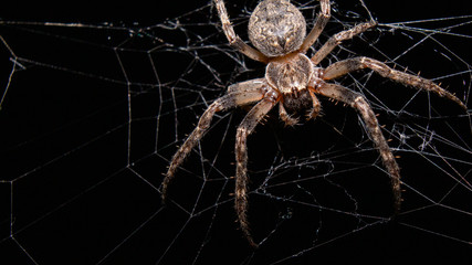 spider on a web
