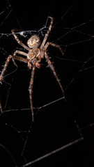 spider on a web