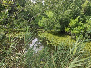 Promenade dans les marais