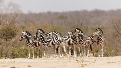 Obraz na płótnie Canvas A dazzle of Zebras in the kruger national park, South Africa