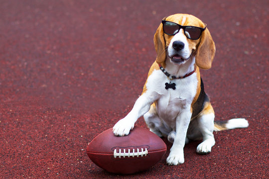 Funny, happy beautiful dog in sunglasses, beagle breed plays with a ball in American football and Rugby on the sports ground, playground.