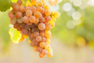 Close-up of a bunch of grapes of rose wine in a vineyard in the morning sun