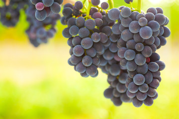 Close-up of a bunch of grapes of red wine in a vineyard with green background
