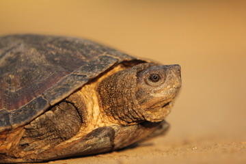 The Asian leaf turtle (Cyclemys dentata) is a species of turtle found in Southeast Asia.