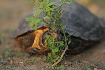 Naklejka premium The Asian leaf turtle (Cyclemys dentata) is a species of turtle found in Southeast Asia.