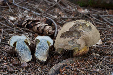 Inedible mushroom Caloboletus calopus growing in the needles in the spruce forest. Also know as the bitter beech bolete or scarlet-stemmed bolete. Atlas photo