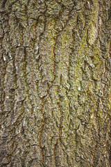 
Tree bark texture. Nature wood background