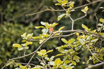 Robin on a tree