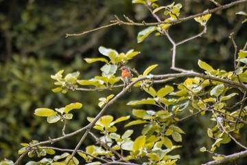 Robin on a tree