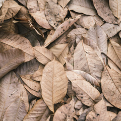 autumn leaves background