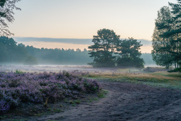 Sommermorgen in der Moosheide, Naturpark Senne, Heideblüte, Stukenbrock, Hövelhof 