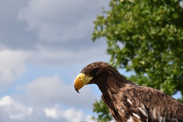 Sea eagle portrait