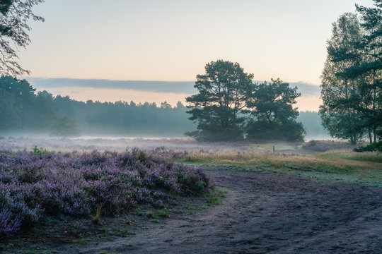 Sommermorgen in der Moosheide, Naturpark Senne, Heidebl&uuml;te, Stukenbrock, H&ouml;velhof 