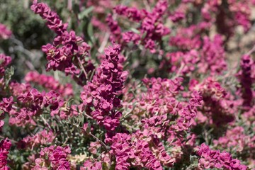 Obraz premium Red bracts with minute pistillate inflorescences from Spiny Hopsage, Grayia Spinosa, Amaranthaceae, native shrub, Joshua Tree National Park, Southern Mojave Desert, Springtime.