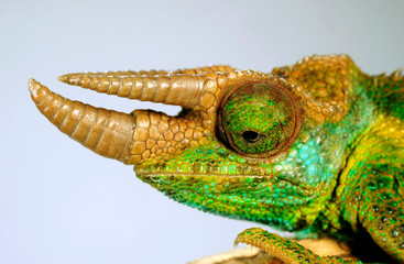 Jackson's chameleon - Dreihornchamäleon / Jacksons Chamäleon (Trioceros jacksonii willengensis ) © bennytrapp