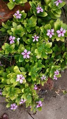 pink hydrangea flowers