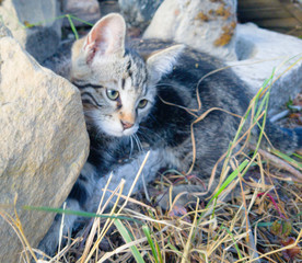 cat on grass