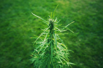 Green hemp plant branch. Medical marijuana. Concept of herbal alternative medicine, cbd oil, pharmaceptical industry, breeding of marijuana, cannabis, legalization. Copy space.