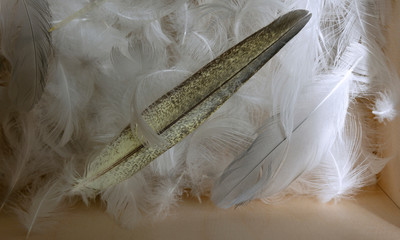 bird feathers in a box.