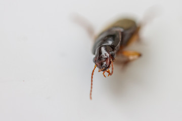 Isolated beetle bug on white background