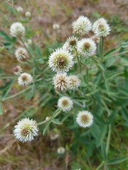 White flowers growing in the meadow