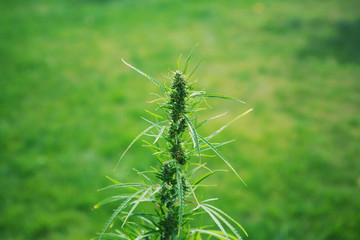 Green hemp plant branch. Medical marijuana. Concept of herbal alternative medicine, cbd oil, pharmaceptical industry, breeding of marijuana, cannabis, legalization. Copy space.